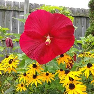 Meet your Posher, Edward